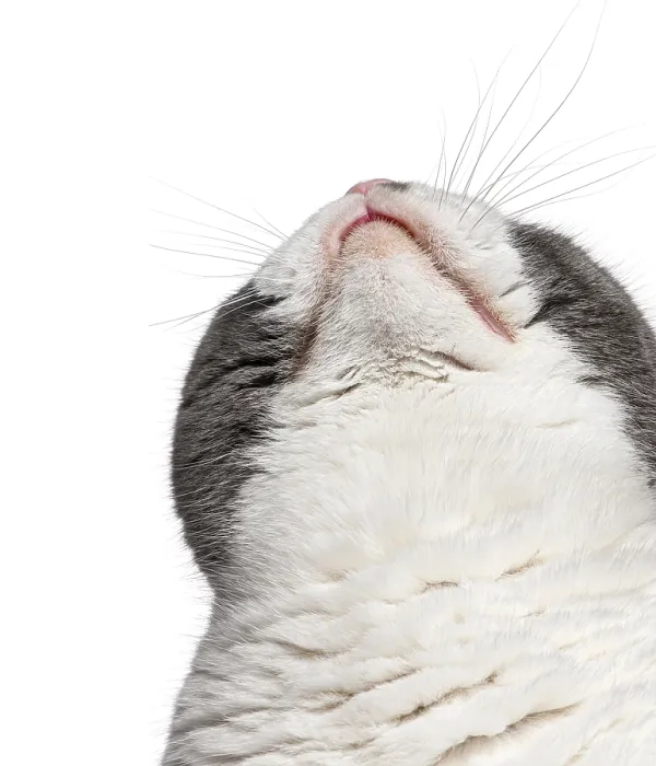 Framed Print : Close up of a curious Scottish Fold cat gazing upwards against a clean white backdrop Framed Print : Close up of a curious Scottish Fold cat gazing upwards against a clean white backdrop