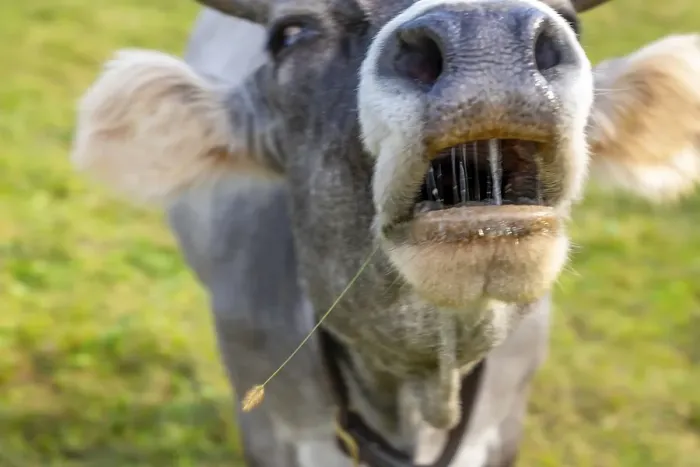 Framed Print : Close Up on a Cute Cow with Open Mouth in Switzerland