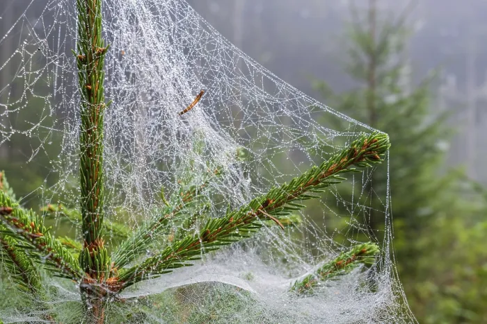 Framed Print : Close up at a dewy spider web on a spruce tree in a woodland