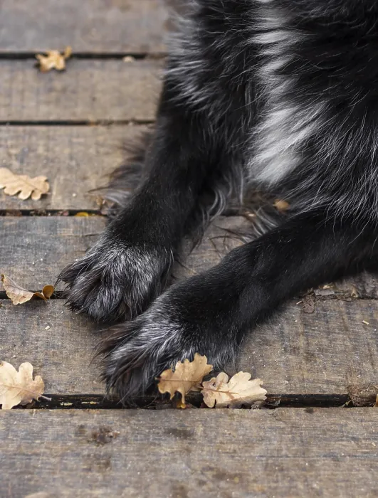 Framed Print : Close up dog paws outdoors Framed Print : Close up dog paws outdoors