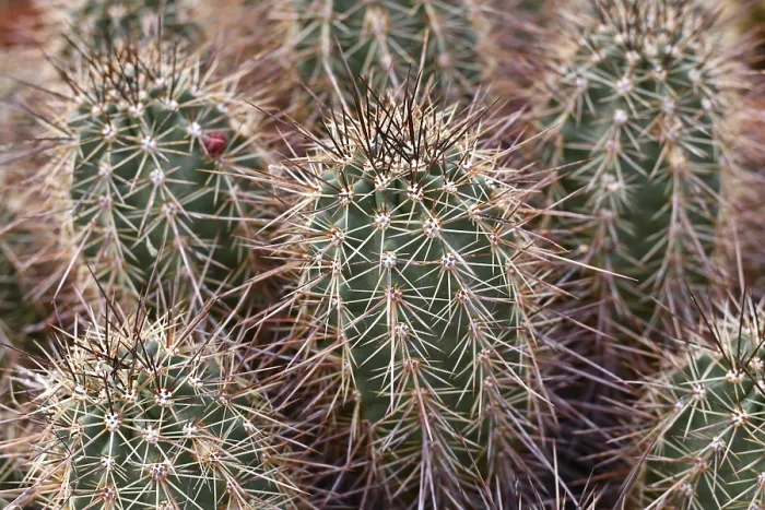 Framed Print : Close up of Engelmann's Hedgehog Cactus (Echinocereus engelmannii) Framed Print : Close up of Engelmann's Hedgehog Cactus (Echinocereus engelmannii)