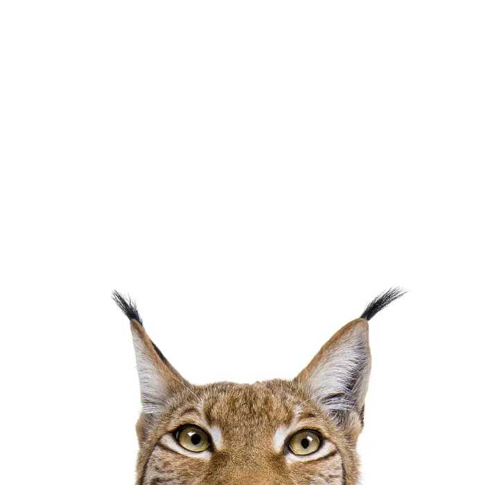 Framed Print : Close up of a eurasian lynx peeking over a white background Framed Print : Close up of a eurasian lynx peeking over a white background