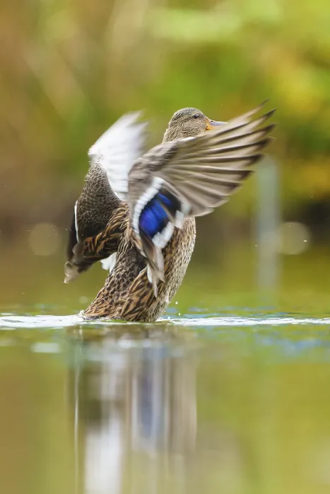 Framed Print : Close to the flapping of a wing