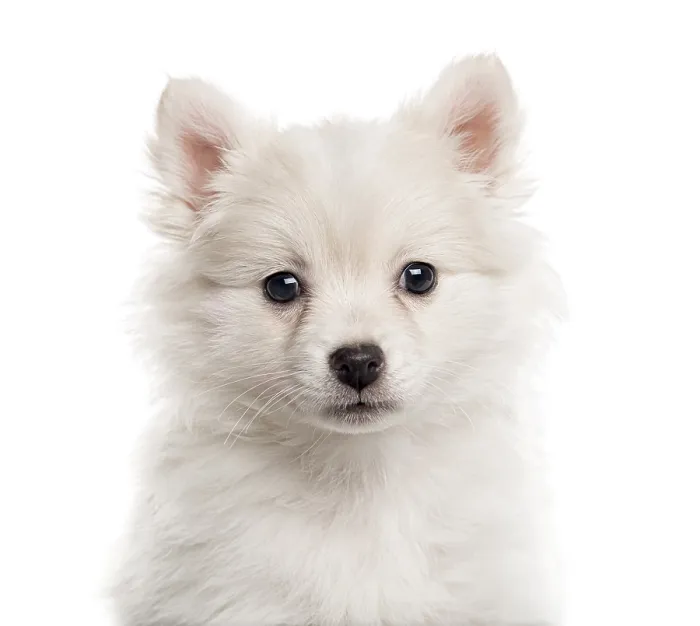 Framed Print : Close up of a German Spitz puppy looking at the camera isolated on white (2 months old)
