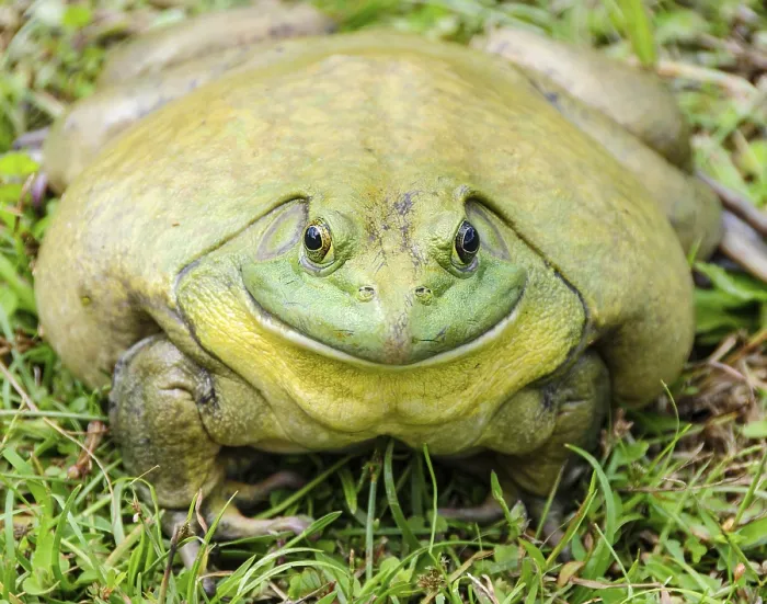 Framed Print : Close up of giant African bullfrog resting on green grass with a wide