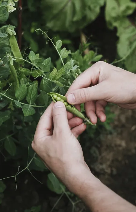 Framed Print : Close up of hands picking fresh green peas from a plant in a garden Framed Print : Close up of hands picking fresh green peas from a plant in a garden