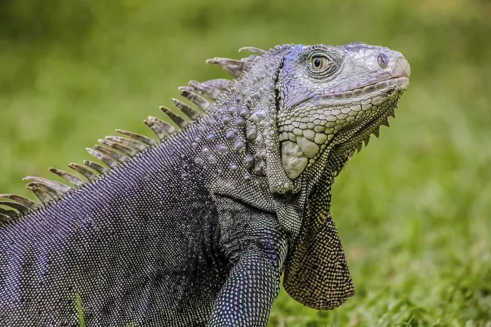 Framed Print : Close up of a Iguana, Harmless reptile