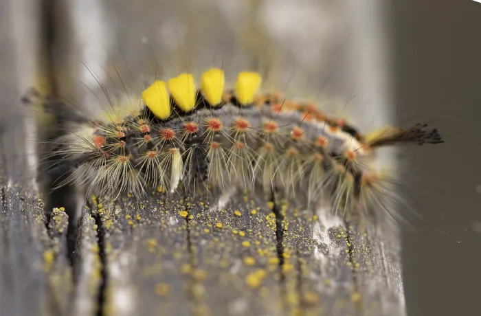 Framed Print : Close up macro shot of Vapourer moth caterpillar