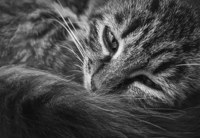 Framed Print : Close up marvelous black and white portrait of a moody kitten Framed Print : Close up marvelous black and white portrait of a moody kitten
