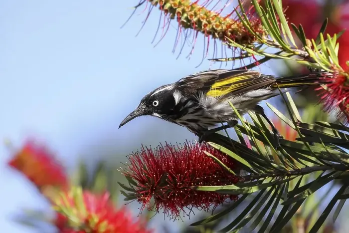Framed Print : Close up of a New Holland honeyeater perching on a Banksia