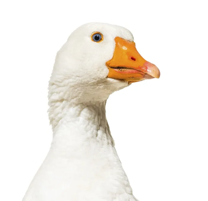 Framed Print : Close up of, Domestic goose against white background