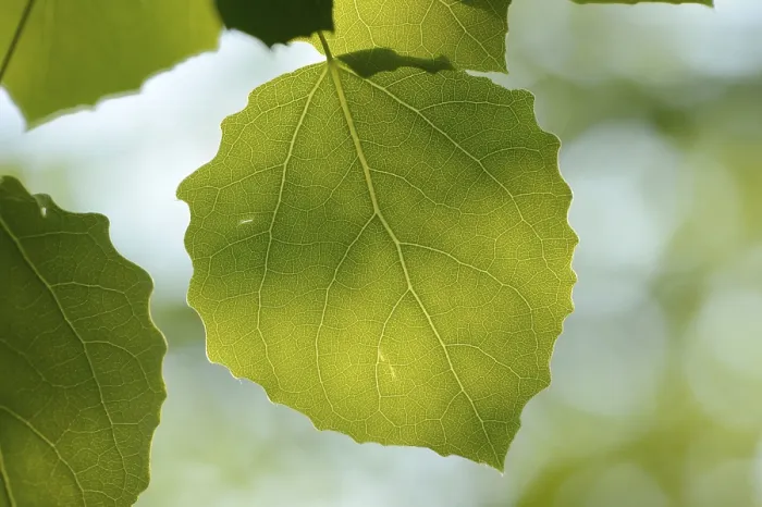 Framed Print : Close-op of European aspen (populus tremula) leafes in a forest in spring
