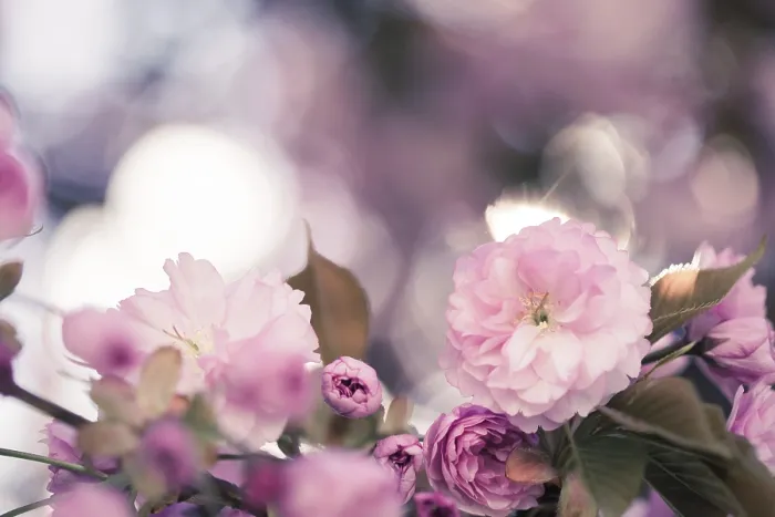Framed Print : Close up picture of pink blooming cherry blossoms