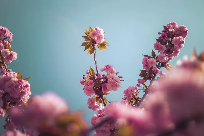 Framed Print : Close up picture of pink blooming cherry blossoms