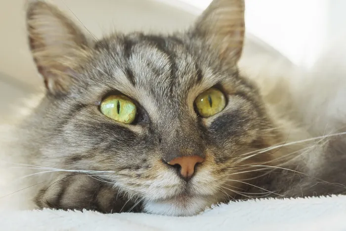 Framed Print : Close up portrait of cat with green eyes