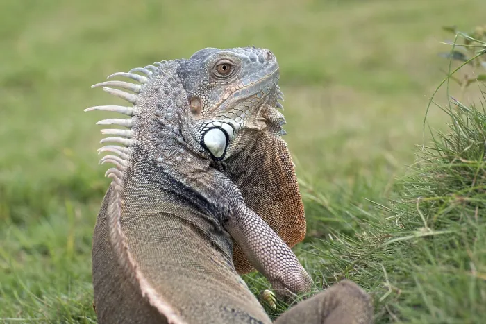 Framed Print : Close up portrait of common iguana Framed Print : Close up portrait of common iguana