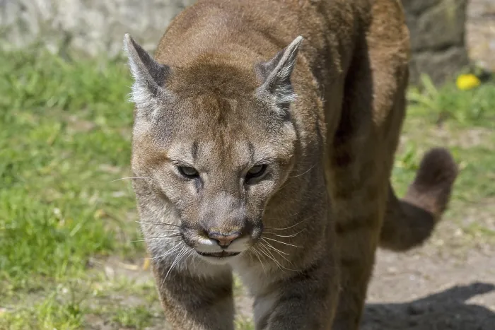 Framed Print : Close up portrait of cougar, puma