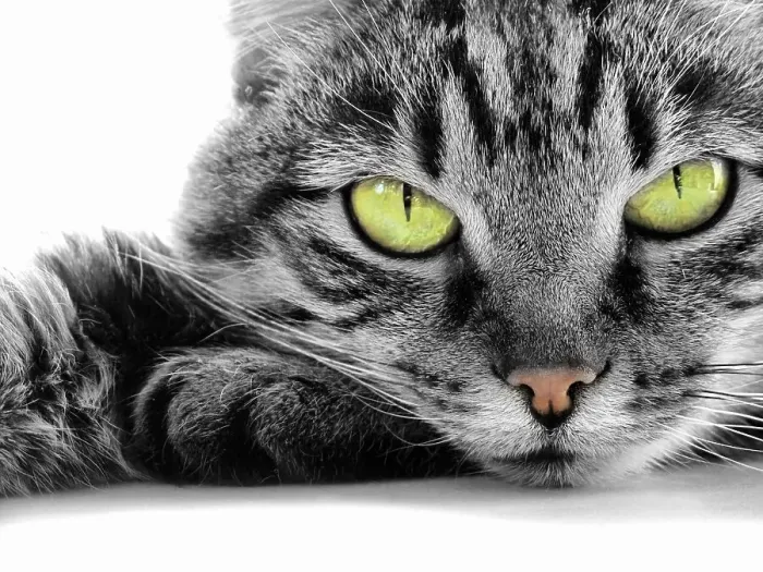 Framed Print : Close up portrait of green-eyed cat