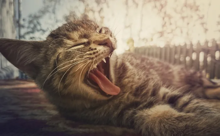 Framed Print : Close up portrait of sleepy striped cat yawning as laying down outdoors