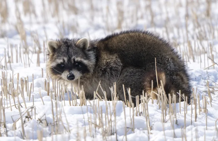 Framed Print : Close Up Racoon in winter snow cold climate