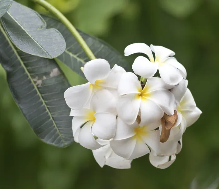 Framed Print : Close up shot of frangipani flowers Framed Print : Close up shot of frangipani flowers