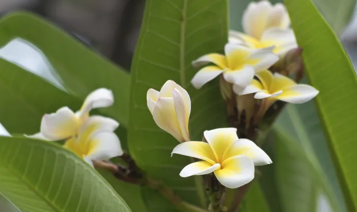 Framed Print : Close up shot of frangipani flowers Framed Print : Close up shot of frangipani flowers