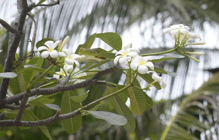 Framed Print : Close up shot of frangipani flowers