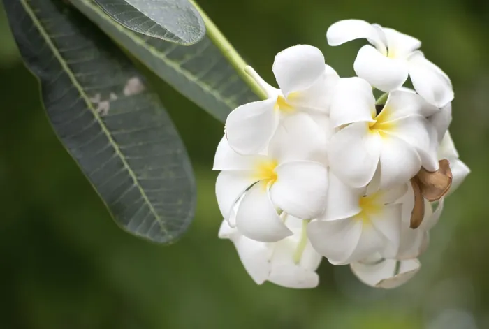 Framed Print : Close up shot of frangipani flowers