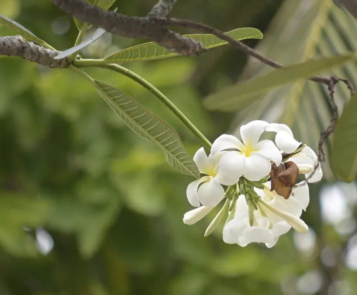 Framed Print : Close up shot of frangipani flowers