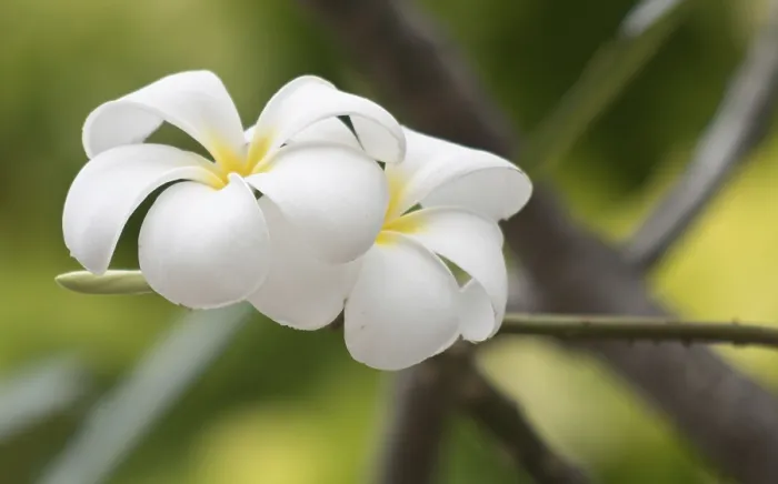Framed Print : Close up shot of frangipani flowers