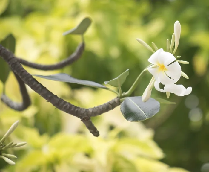 Framed Print : Close up shot of frangipani flowers