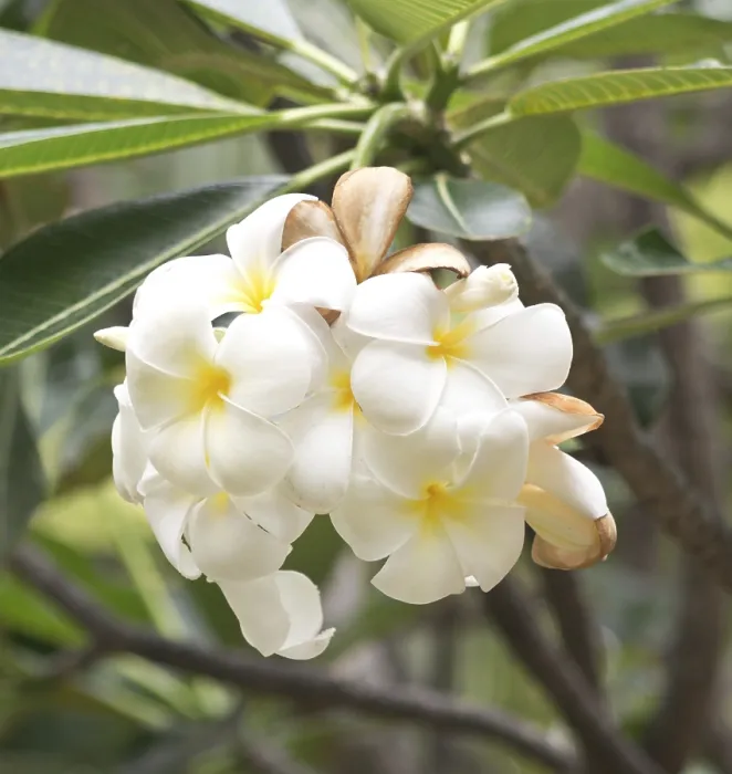 Framed Print : Close up shot of frangipani flowers Framed Print : Close up shot of frangipani flowers