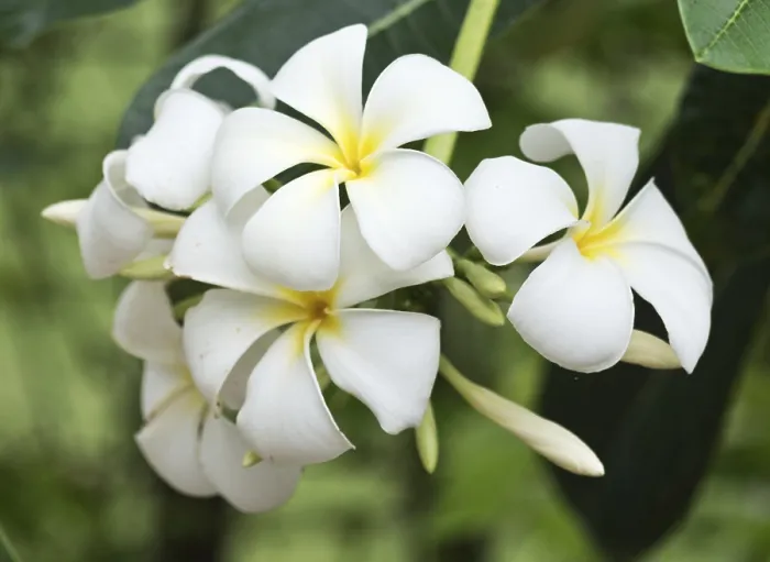Framed Print : Close up shot of frangipani flowers Framed Print : Close up shot of frangipani flowers