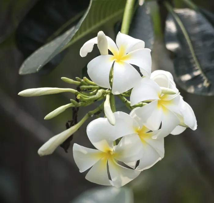 Framed Print : Close up shot of plumeria flowers Framed Print : Close up shot of plumeria flowers