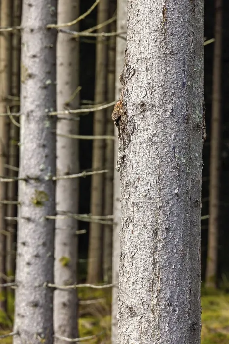 Framed Print : Close up at a spruce tree trunk in a coniferous forest