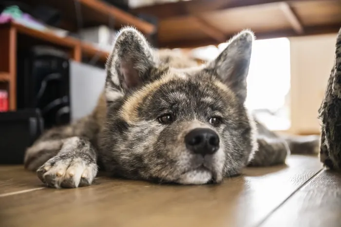 Framed Print : Close-up Akita inu with gray fur relaxing on the ground inside during daylight Framed Print : Close-up Akita inu with gray fur relaxing on the ground inside during daylight