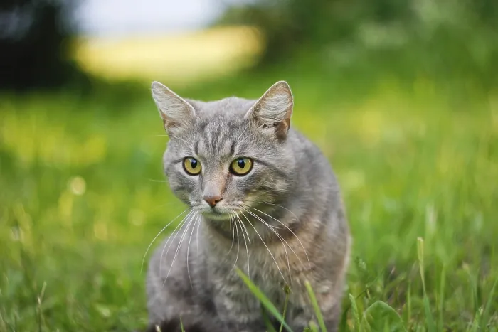 Framed Print : Close-up of an alert gray cat in grass