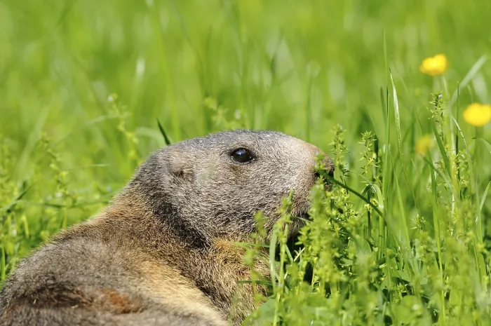 Framed Print : Close-up of an Alpine marmot (Marmota marmota) in a flowering meadow Framed Print : Close-up of an Alpine marmot (Marmota marmota) in a flowering meadow