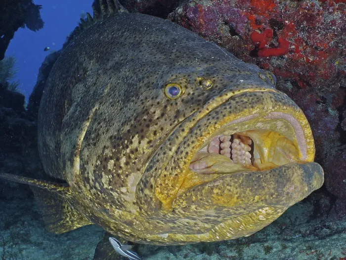 Framed Print : Close-up of atlantic goliath grouper (Epinephelus itajara) with open mouth