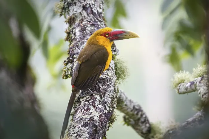Framed Print : Close-up of a beautiful Saffron toucanet perched on a tree branch against defocused natural background