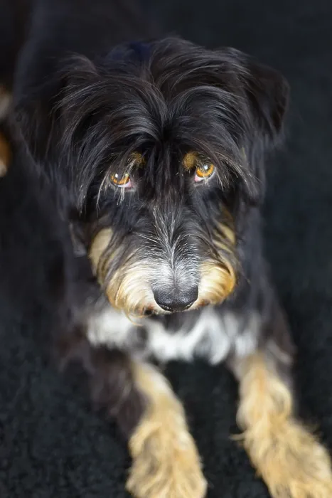 Framed Print : Close-up of a black and brown dog looking seriously on a dark carpet