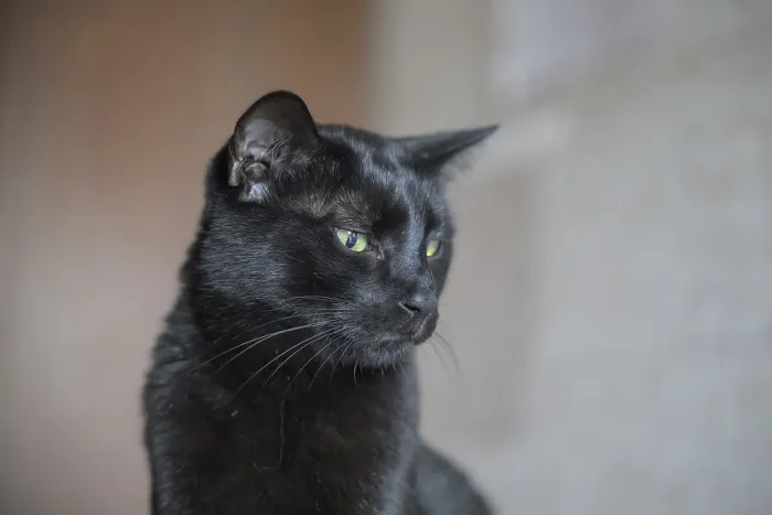 Framed Print : A close-up of a black cat in profile