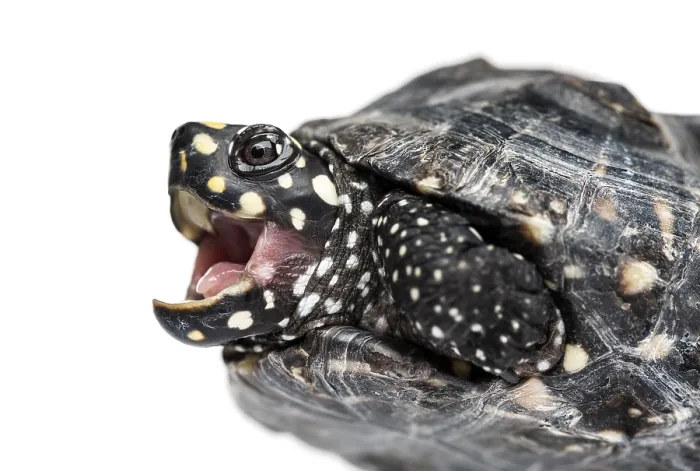 Framed Print : Close-up of a Black pond turtle mounth open
