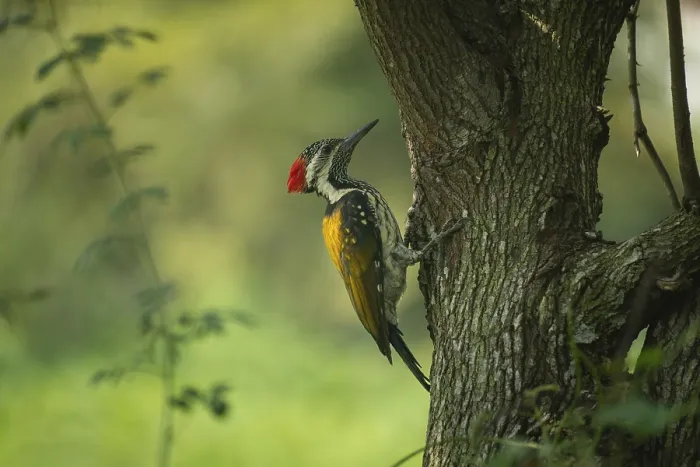 Framed Print : A close-up of a Black-rumped flameback (Dinopium benghalense) on a tree Framed Print : A close-up of a Black-rumped flameback (Dinopium benghalense) on a tree