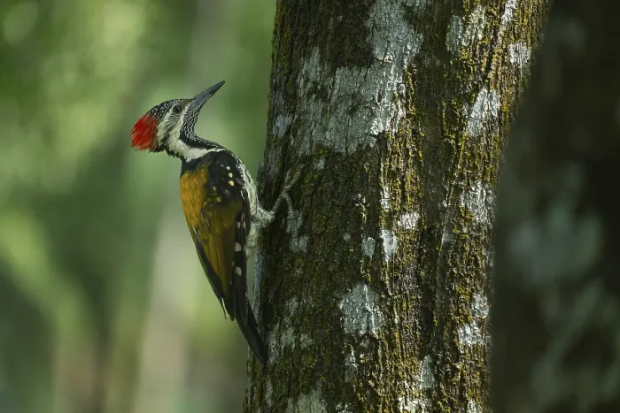 Framed Print : A close-up of a Black-rumped flameback (Dinopium benghalense) on a tree
