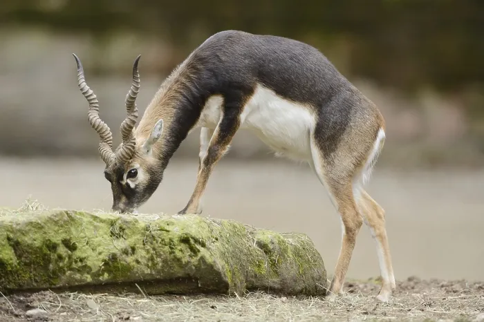 Framed Print : Close-up of a blackbuck (Antilope cervicapra) male