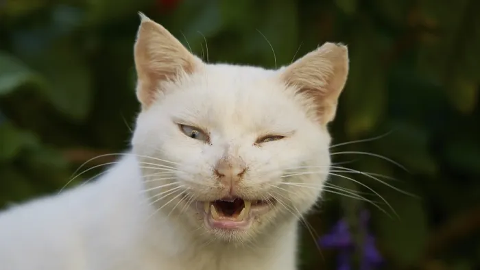 Framed Print : Close-up of a blinking white cat with open mouth