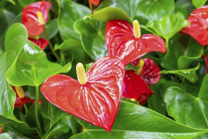 Framed Print : Close-up of a blooming evergreen anthurium plant with red flowers
