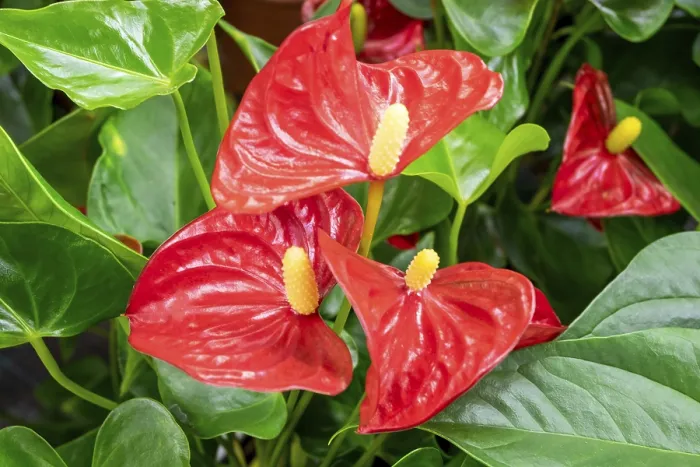 Framed Print : Close-up of a blooming evergreen anthurium plant with red flowers