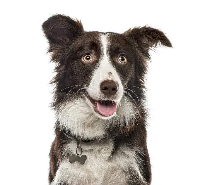 Framed Print : Close-up of a Border Collie, 15 months ols Framed Print : Close-up of a Border Collie, 15 months ols